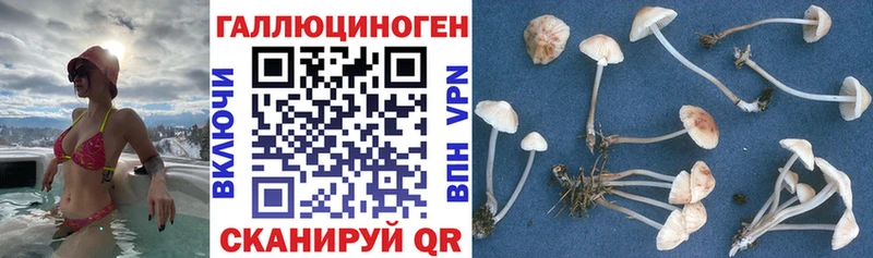 Псилоцибиновые грибы мицелий  Каменск-Шахтинский 